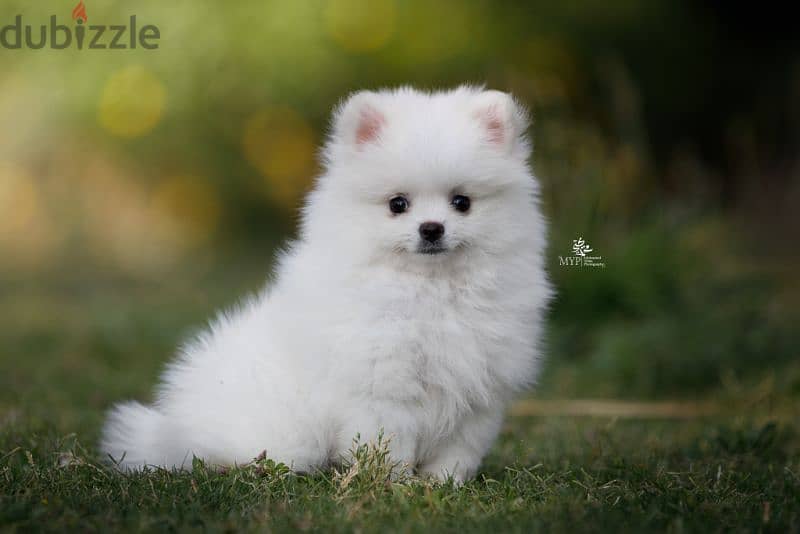 teacup pomeranian - بومرينيان 1