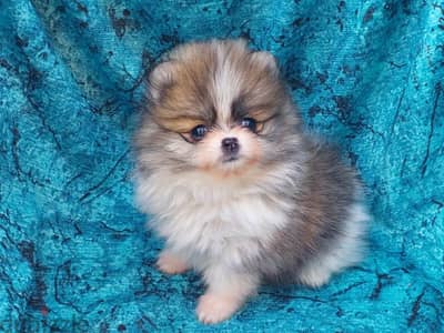 pomeranian tricolor - بومرينيان