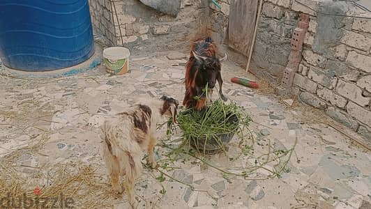 جديان 2 عمر 7شهور حاجه حلوه بسم الله تبارك الرحمن يدبح عيد الفطر أو ال