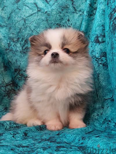 pomeranian tricolor - بومرينيان