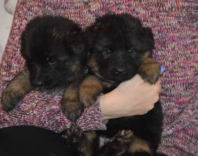 German shepherd puppies male female German جراوي جيرمن شيبرد ذكر انثي