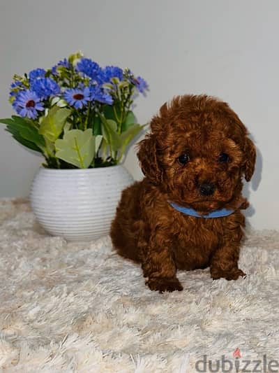 poodle Teacup Female