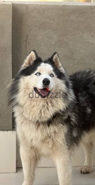 HUSKY PURE FROM  RUSSIA