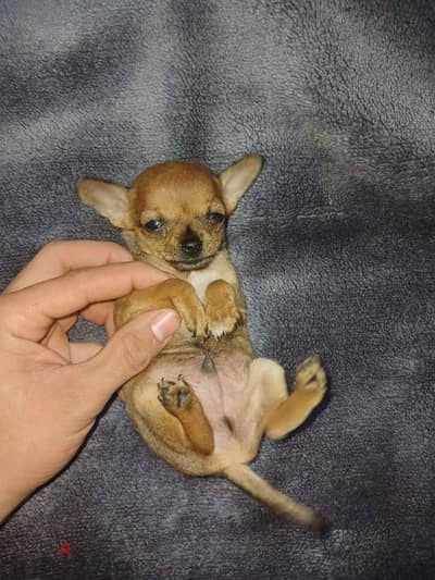 Chihuahua