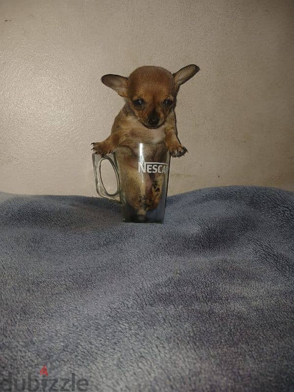 Chihuahua 4