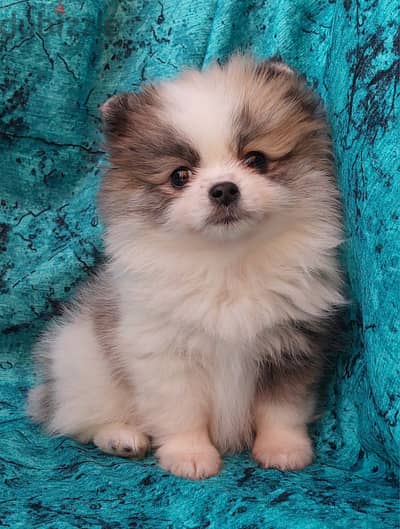 pomeranian tricolor - بومرينيان