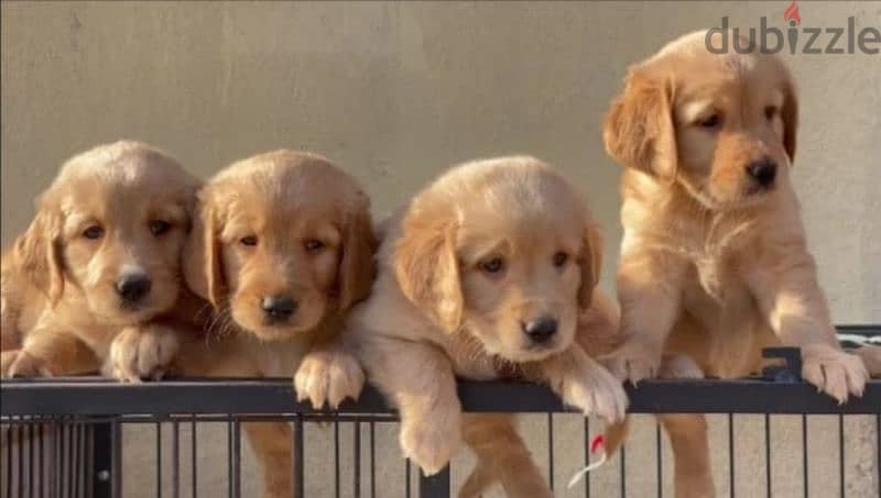 golden retriever   جولدن ريتريفر 0