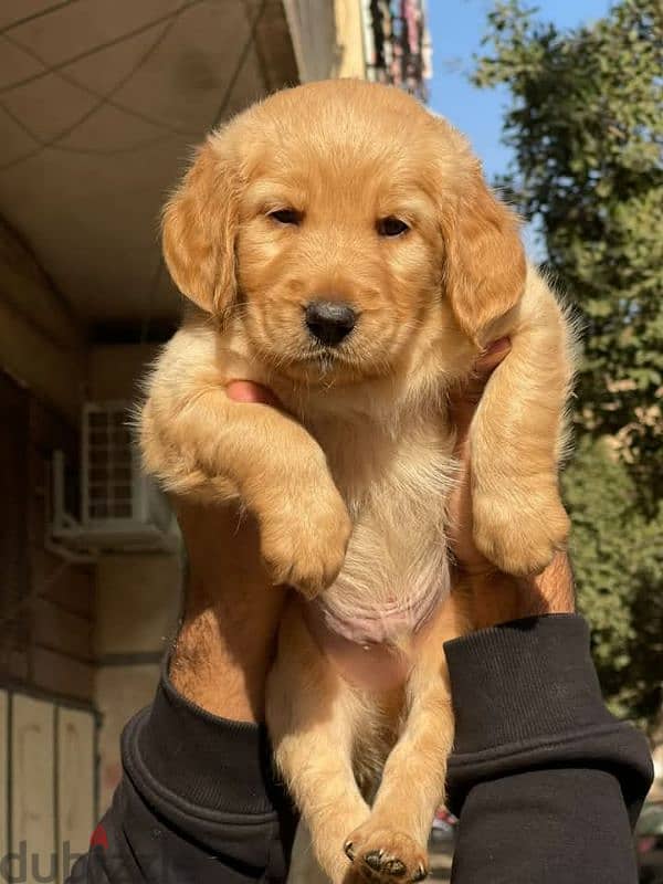 golden retriever   جولدن ريتريفر 1