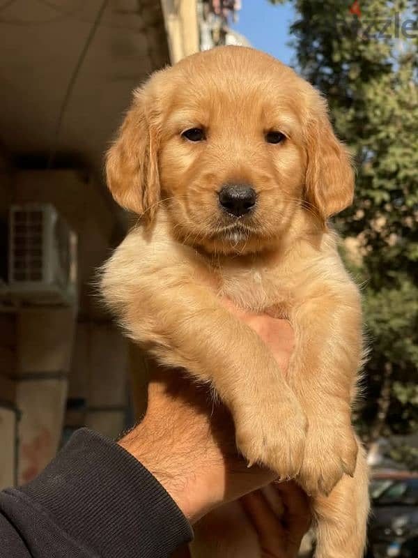 golden retriever   جولدن ريتريفر 2