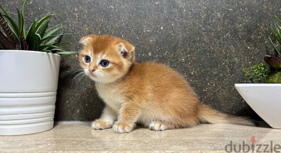 Scottish Fold Shorthair - Gold ny12