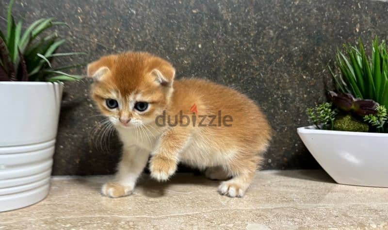 Scottish Fold Shorthair - Gold ny12 1