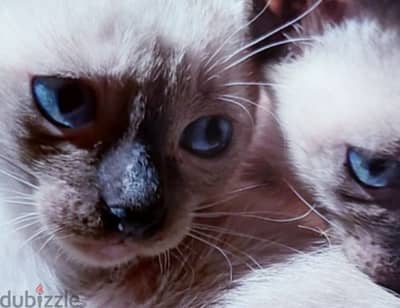 سيامي سيامى siamese kittens seal point