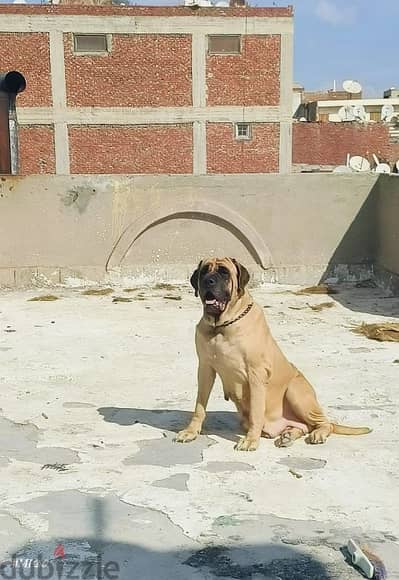 Old English mastiff