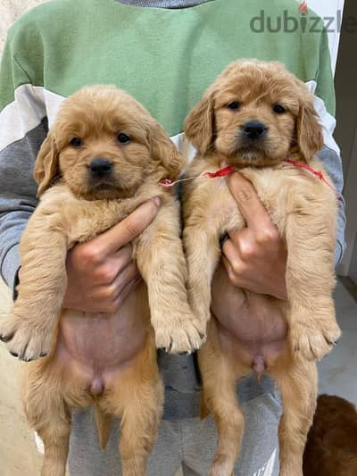 Pure Golden Retriever Puppies –  جراوي جولدن بيور الاب مستورد