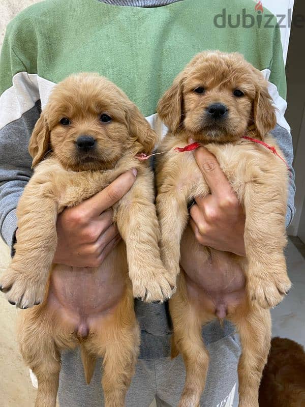 Pure Golden Retriever Puppies –  جراوي جولدن بيور الاب مستورد 0