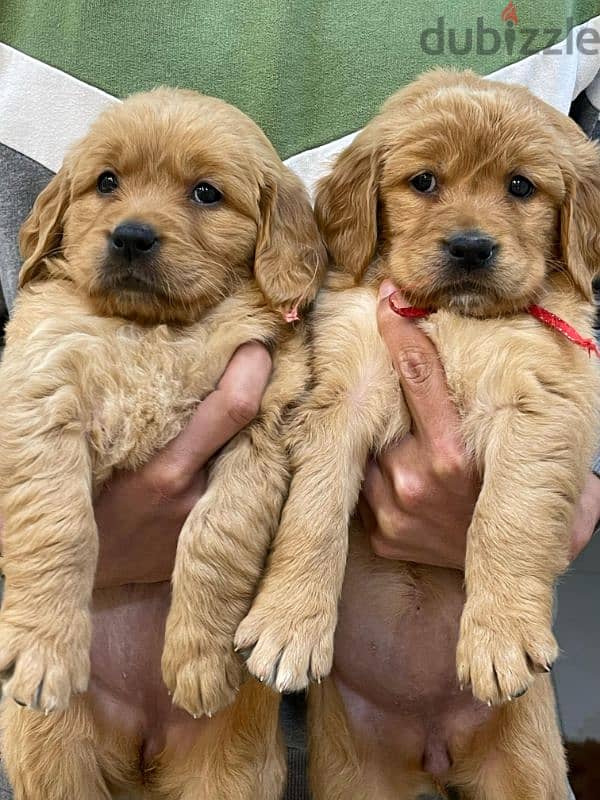 Pure Golden Retriever Puppies –  جراوي جولدن بيور الاب مستورد 1