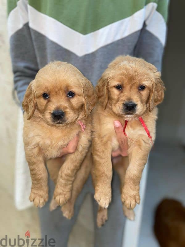 Pure Golden Retriever Puppies –  جراوي جولدن بيور الاب مستورد 2