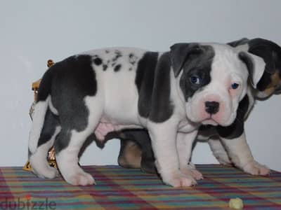 puppies amirecan bully