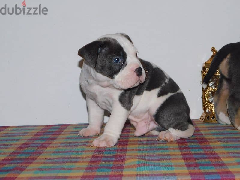 puppies amirecan bully 1