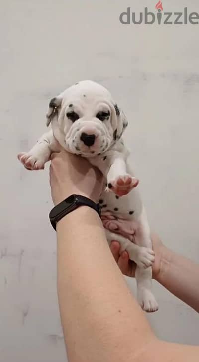 A wonderful Dalmatian puppy is offered for sale from Russia