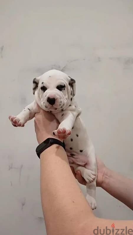 A wonderful Dalmatian puppy is offered for sale from Russia 1