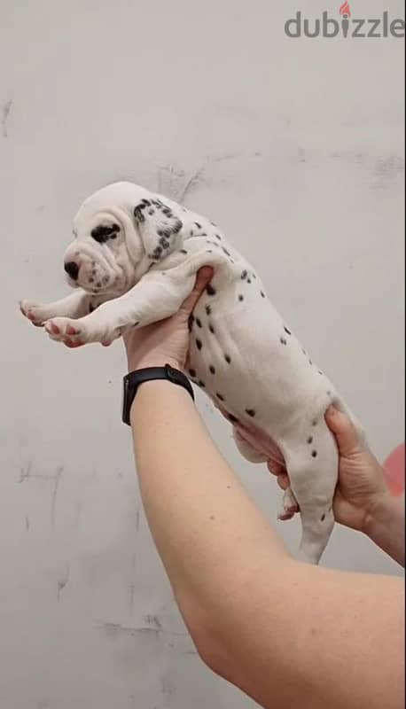 A wonderful Dalmatian puppy is offered for sale from Russia 2