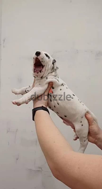 A wonderful Dalmatian puppy is offered for sale from Russia 3