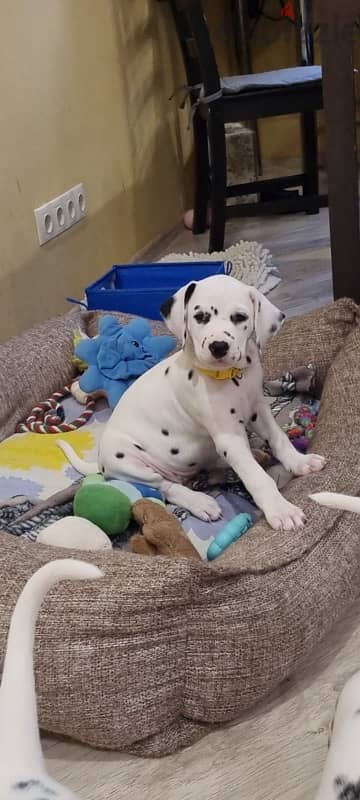 Dalmatian puppies females from Russia