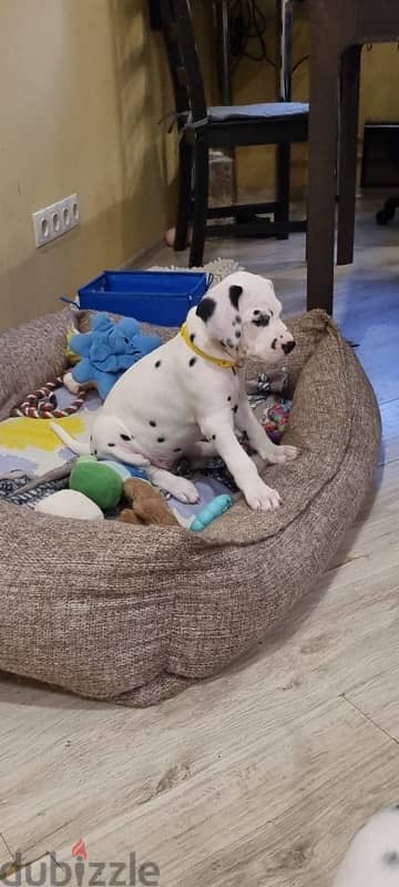 Dalmatian puppies females from Russia 1