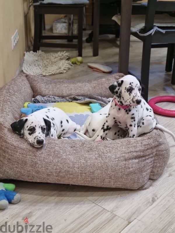 Dalmatian puppies females from Russia 2