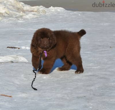 Newfoundland puppy boy from Russia