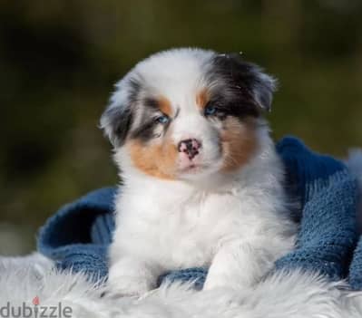 Very beautiful Australian shepherd boys from Russia