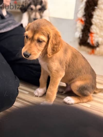 Saluki puppy boy from Russia