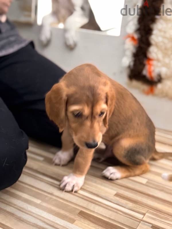 Saluki puppy boy from Russia 2