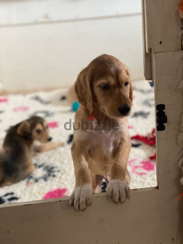 Saluki puppy boy from Russia 3