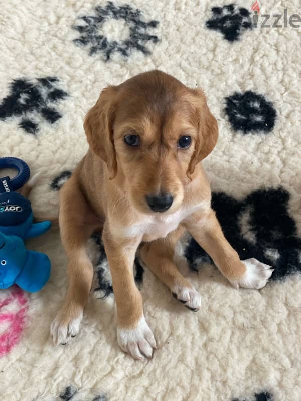 Saluki puppy boy from Russia 4