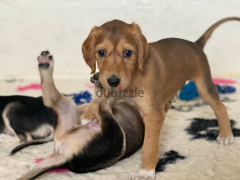 Saluki puppy boy from Russia 5