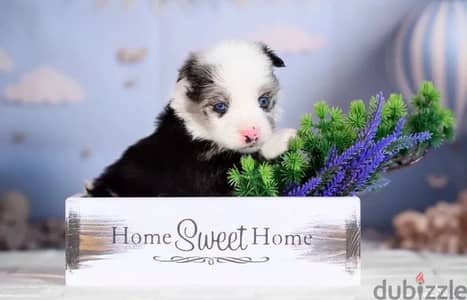 Border collie puppies from Russia