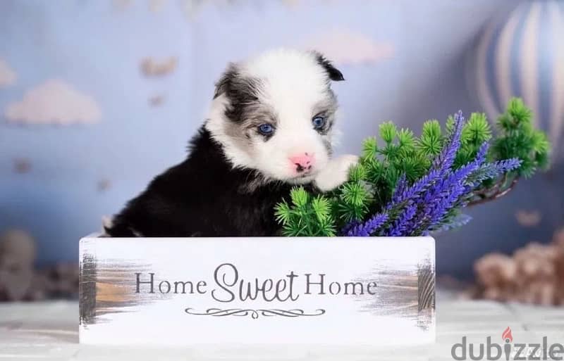 Border collie puppies from Russia 0