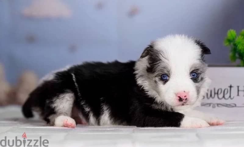 Border collie puppies from Russia 1