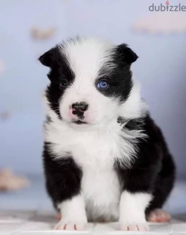 Border collie puppies from Russia 2