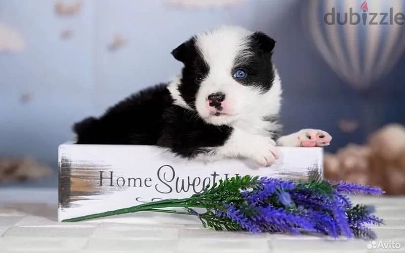 Border collie puppies from Russia 3