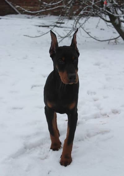 Doberman puppy from Russia