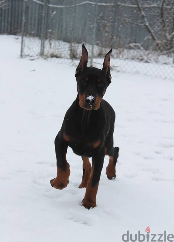 Doberman puppy from Russia 1