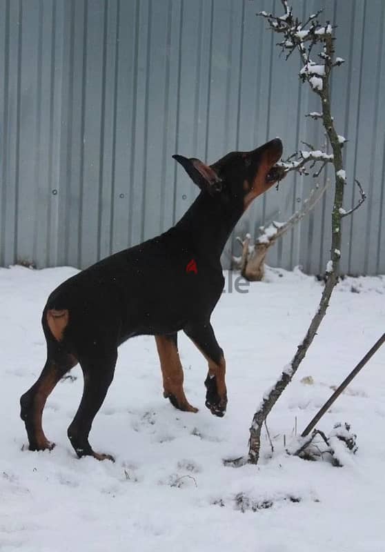 Doberman puppy from Russia 2