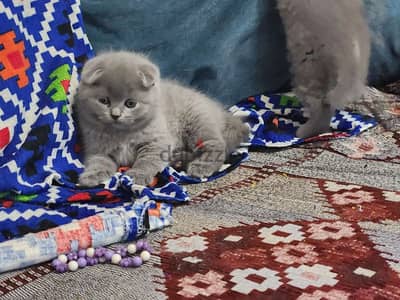 Scottish fold male