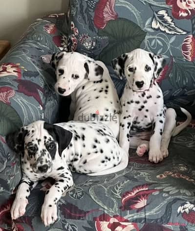 Dalmatian puppy boy from Russia