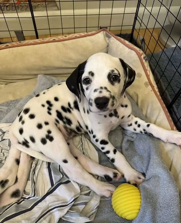 Dalmatian puppy boy from Russia 1