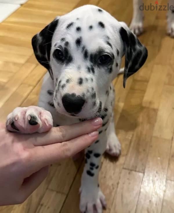 Dalmatian puppy boy from Russia 4