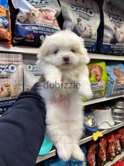 Havanese male puppy 45 days